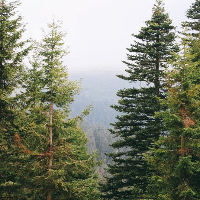 Alt Image